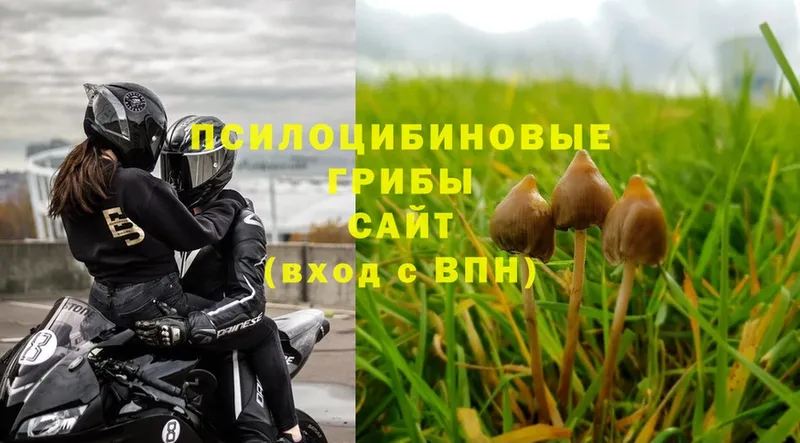 купить наркоту  Коряжма  omg онион  Псилоцибиновые грибы Psilocybe 